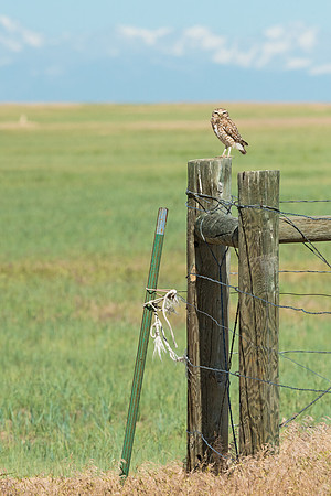Burrowing_owl_29