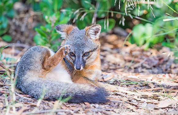 Island_fox_CINP_2015_6