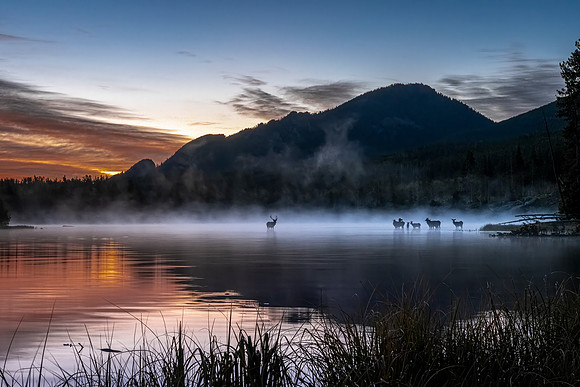 Elk_Sunrise_RMNP_2026_1