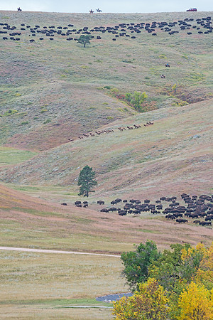 Bison_roundup_5