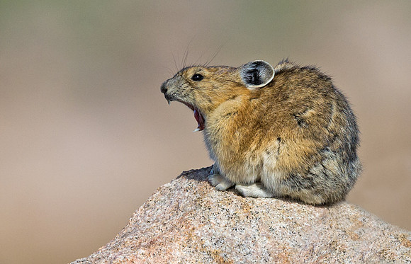 Pika_7