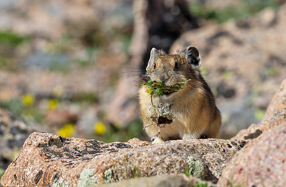 Pika_11