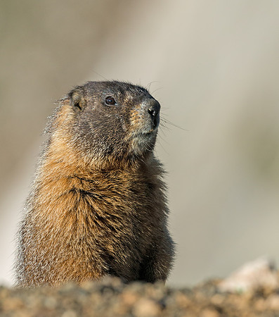 Marmot_7