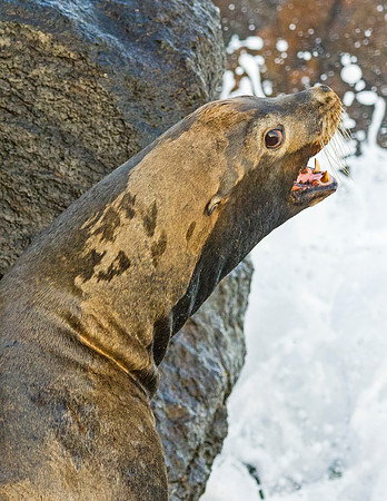 California_Sea_Lion_Malibu_2015_2