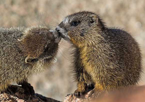 Marmot_baby_14