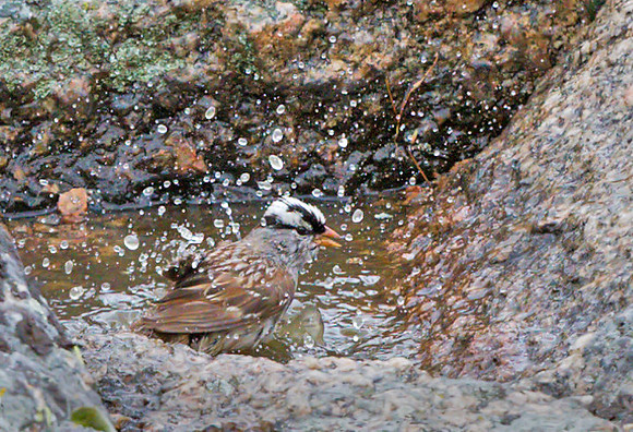 White-crowned_Sparrow_1