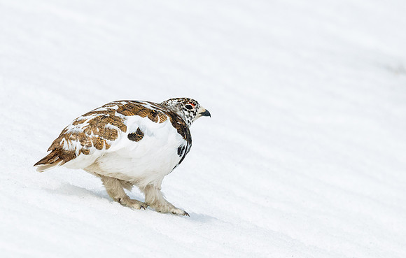 White-tailed_ptarmigan_Evans_1