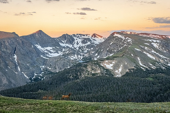 Elk_Tundra_RMNP_2026_1