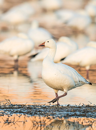 Snow_goose_BDANWR_reflection_2