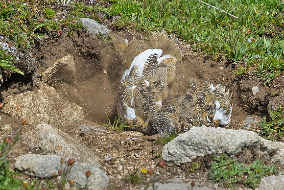 Ptarmigan_13