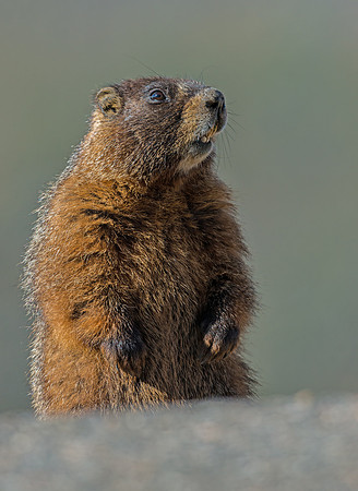 Marmot_6