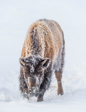 Bison_YNP_2016_4