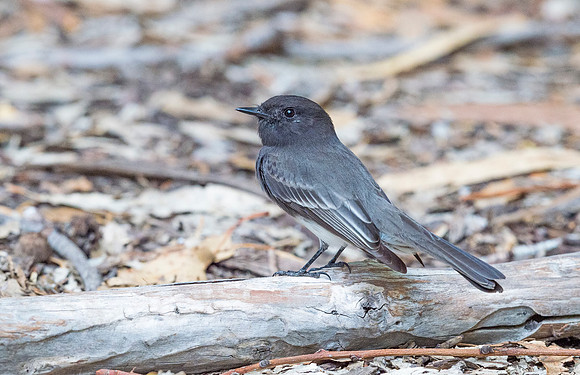Black_bird_CINP_2015_1