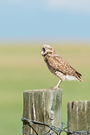 Burrowing_owl_31