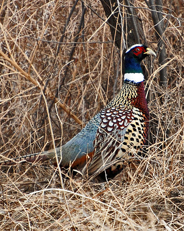 Ring-necked Pheasant