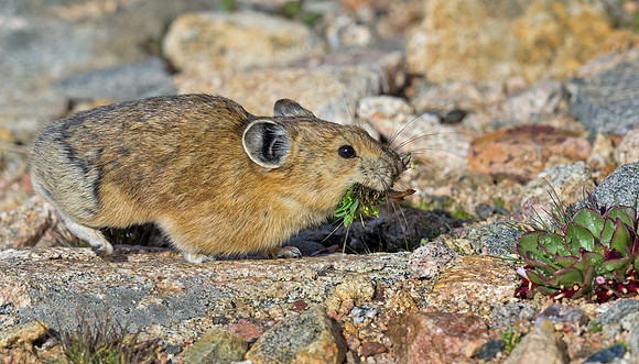 Pika_4