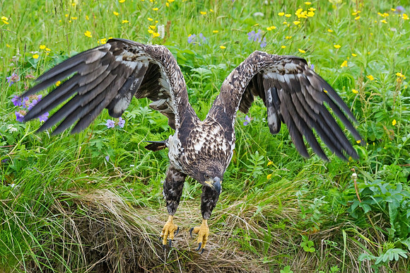Bald_Eagle_DH_8