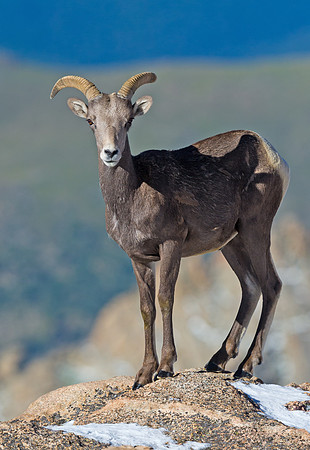 Bighorn_sheep_16