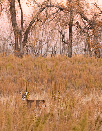 White-tailed_deer_doe_64