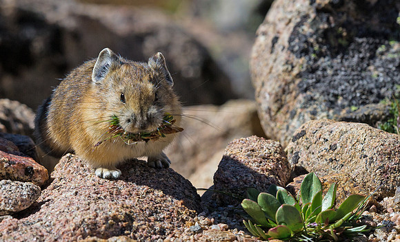 Pika_10
