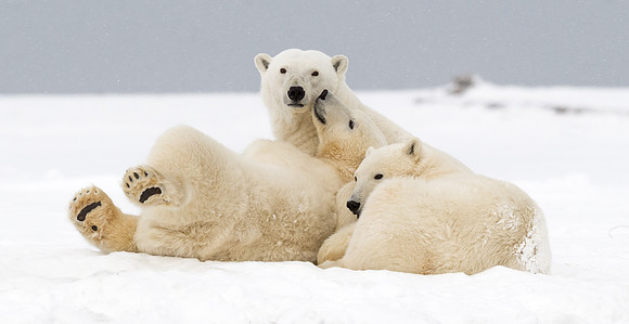 Polar_bear_15