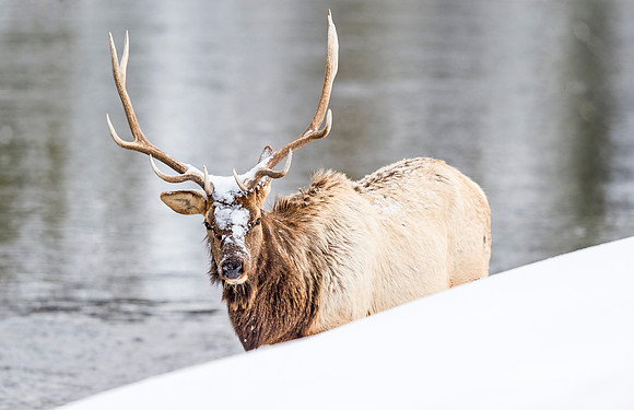 Elk_YNP_2016_2