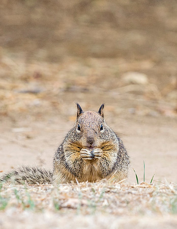 CA_ground_squirrel_2015_2