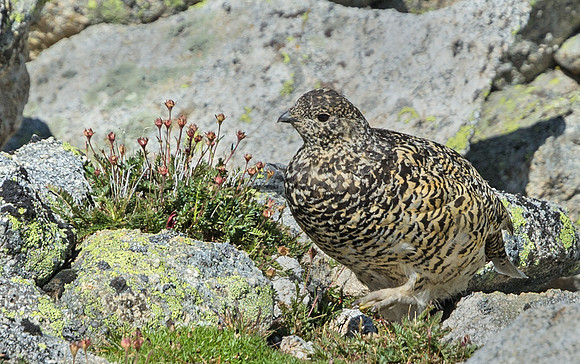 Ptarmigan_10