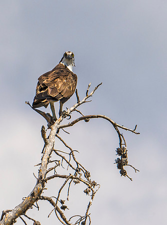 Osprey_46