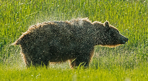 brown_bear_shake_16