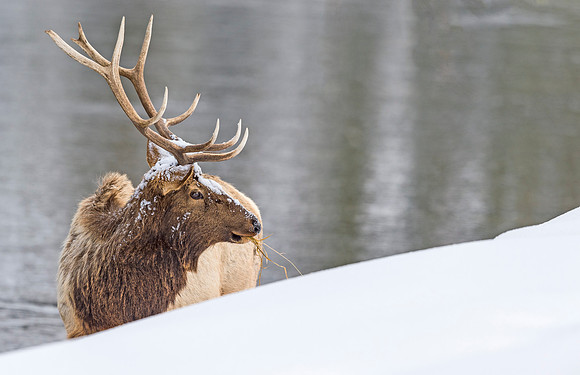 Elk_YNP_2016_4