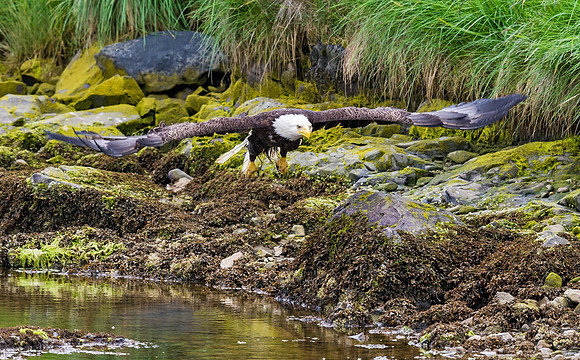 Bald_Eagle_DH_9