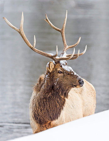 Elk_YNP_2016_3