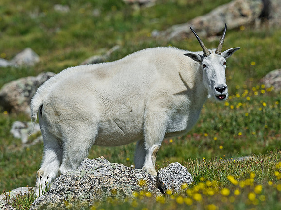 Mountain_goat_23