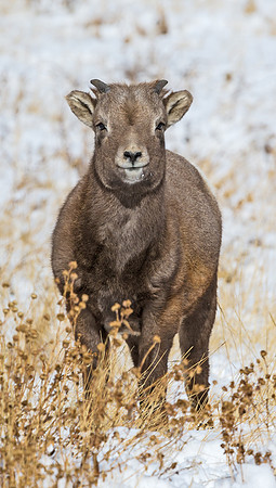Bighorn_83