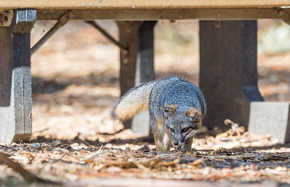 Island_fox_CINP_2015_12