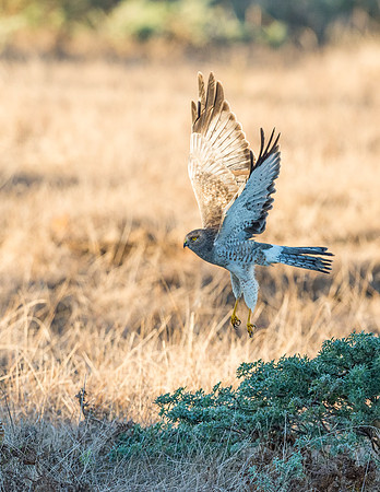 Harrier_Point_Reyes_2015_2