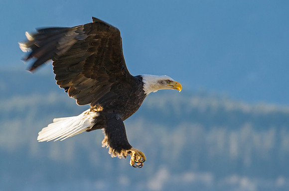 Bald_Eagle_Haines_14