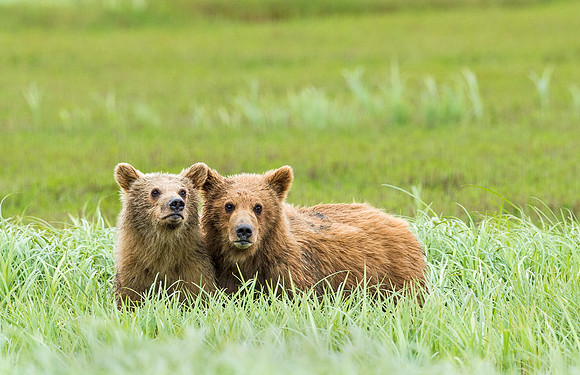 Brown_bear_McNeil_2015_27