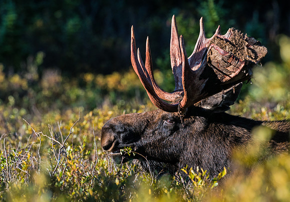 Moose_31