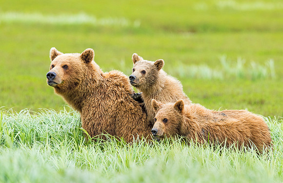 Brown_bear_McNeil_2015_23