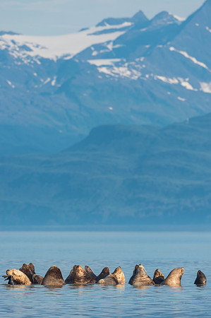Steller_sea_lion_Valdez_2016_2