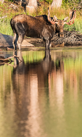 Moose_50