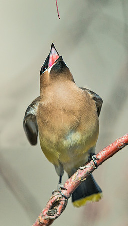 Cedar_waxwing_10