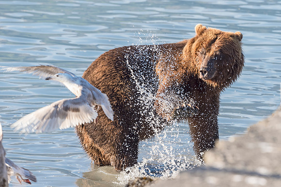 Brown_Bear_Valdez_2016_5