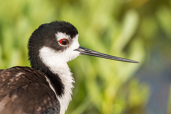 Black-necked_stilt_Grand_Isle_2016_1