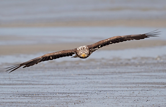 Bald_eagle_Anchor_Point_2016_5