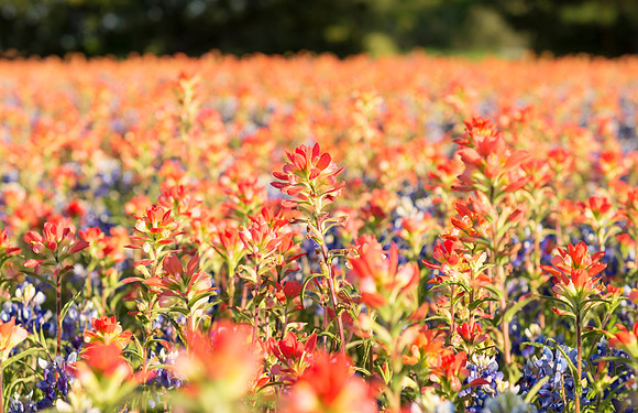 Bluebonnets_Texas_2016_8