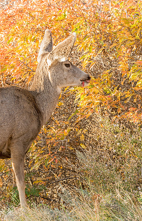 Mule_deer_doe_43