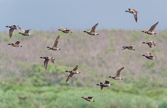 Geese_McNeil_2015_1